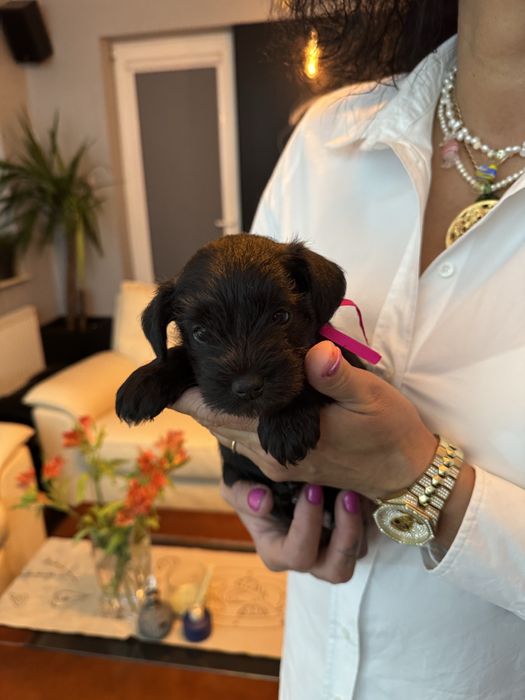 Sznaucer miniaturowy-CzarnaSUCZKA!