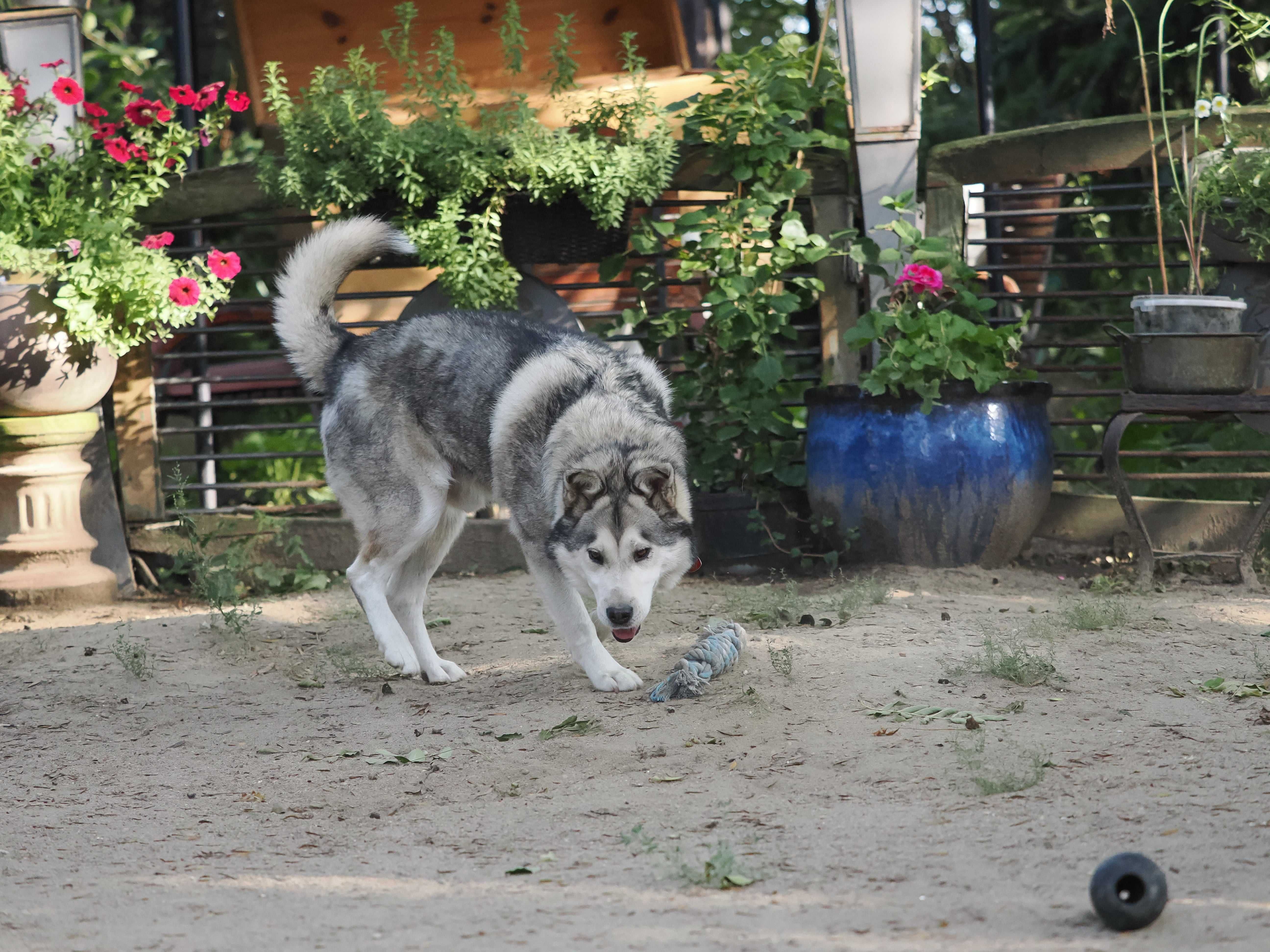 BALTO młody mix alaskan malamute adopcja