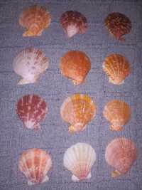 Conchas vieira 4 a 5cm