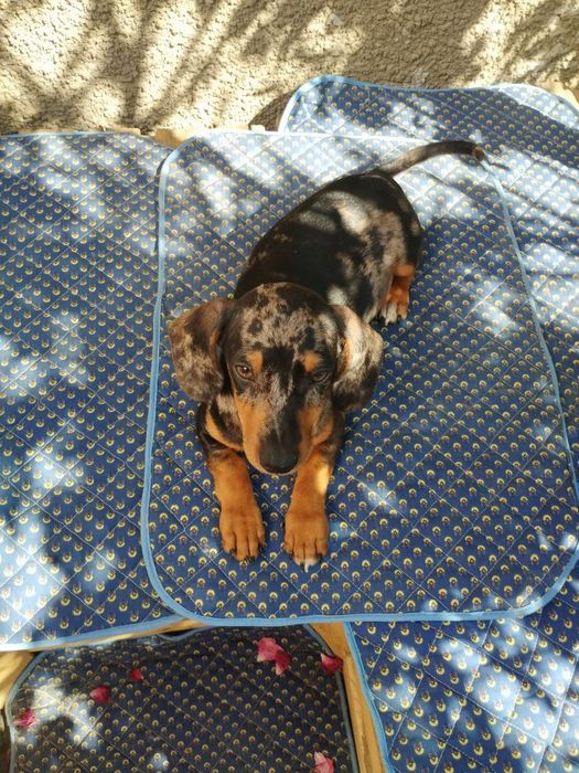 Мраморний красень