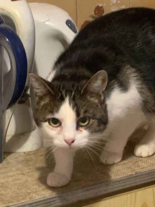 Roczna Mają szuka domu.niewychodzacego