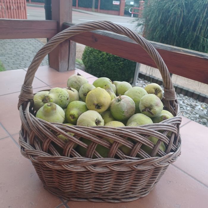 Pigwa  gruszkowa 7kg