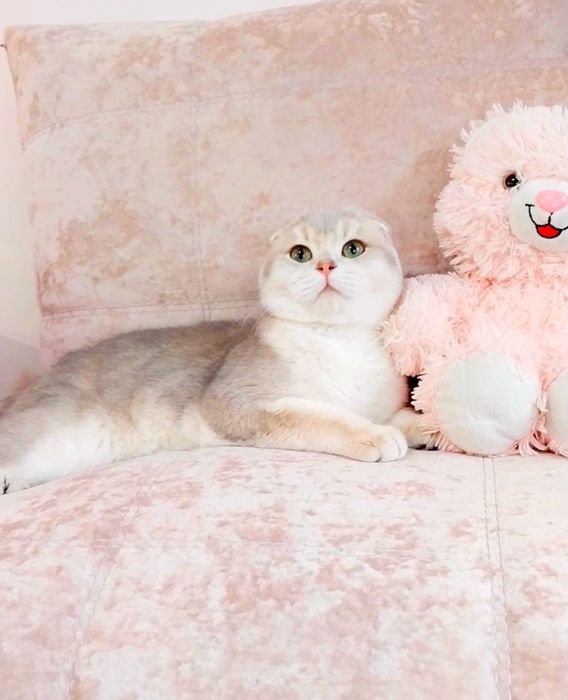 Чарівний хлопчик висловушка