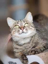 нежная Табби, красивая полосатая кошка, 1.5 года,