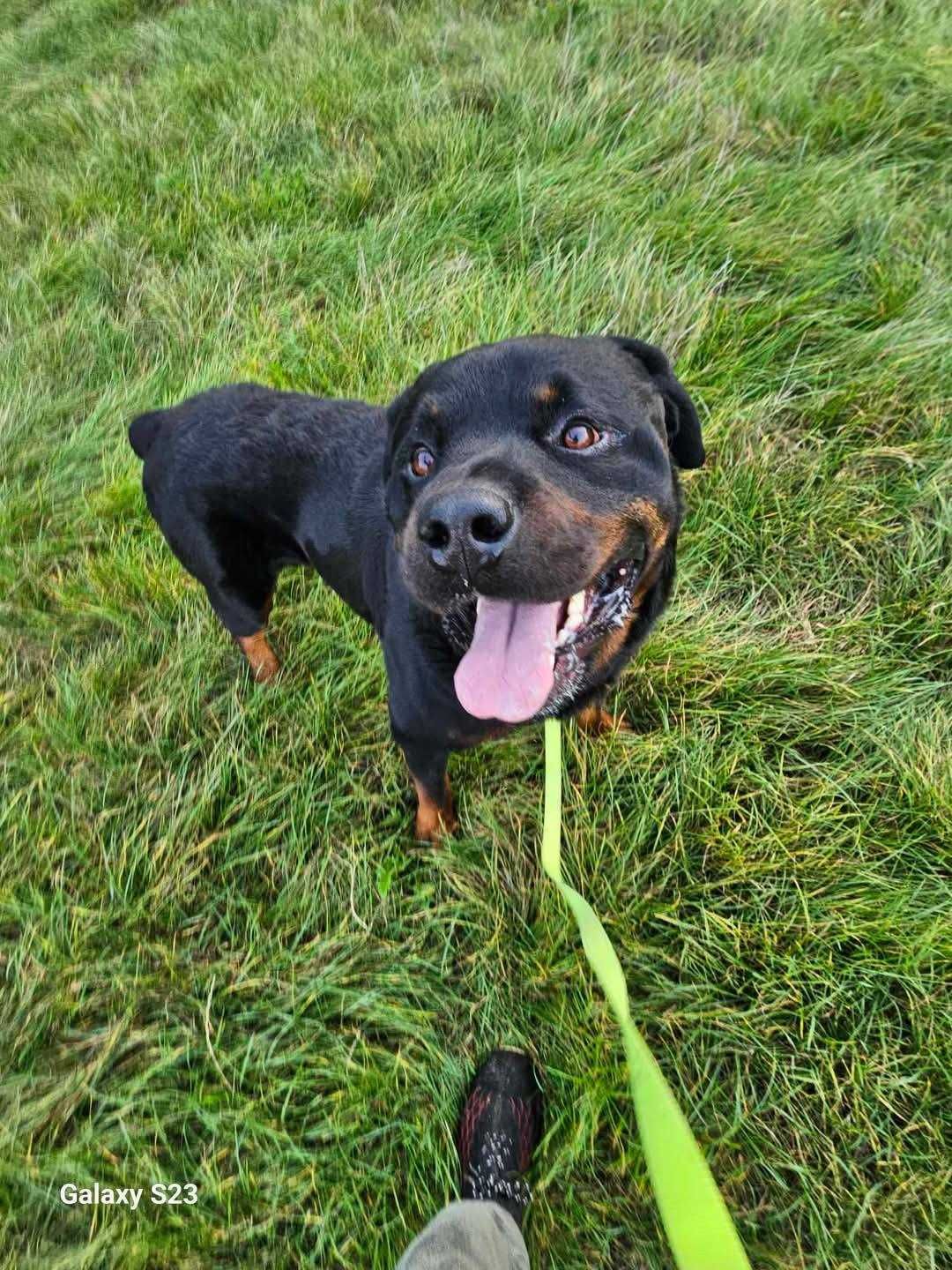 Rottweiler Maciek może być Twoim najlepszym kumplem