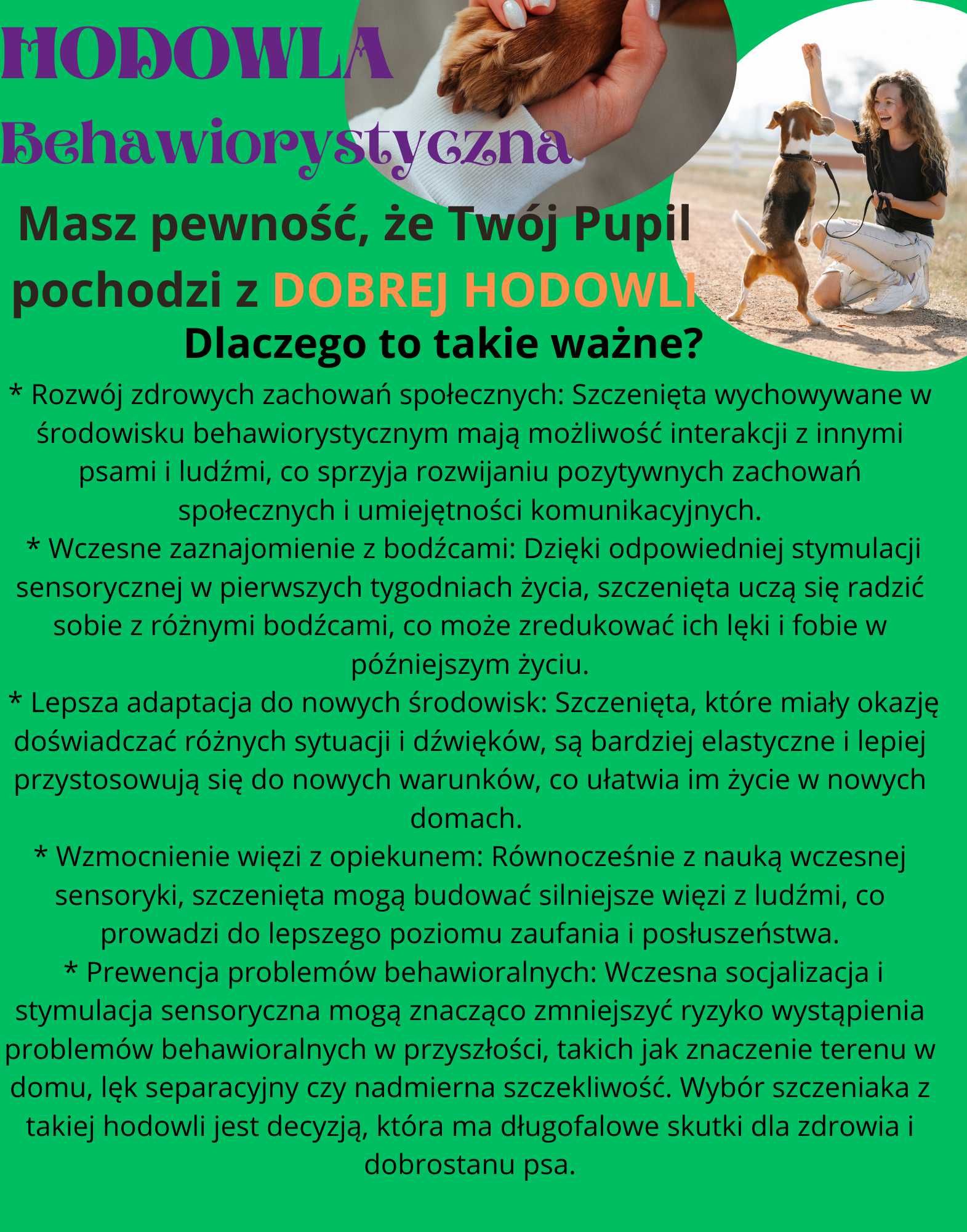 Bardzo ciemna Cavapoo RODOWÓD Badania genetyczne BIOSENSOR szkolenie