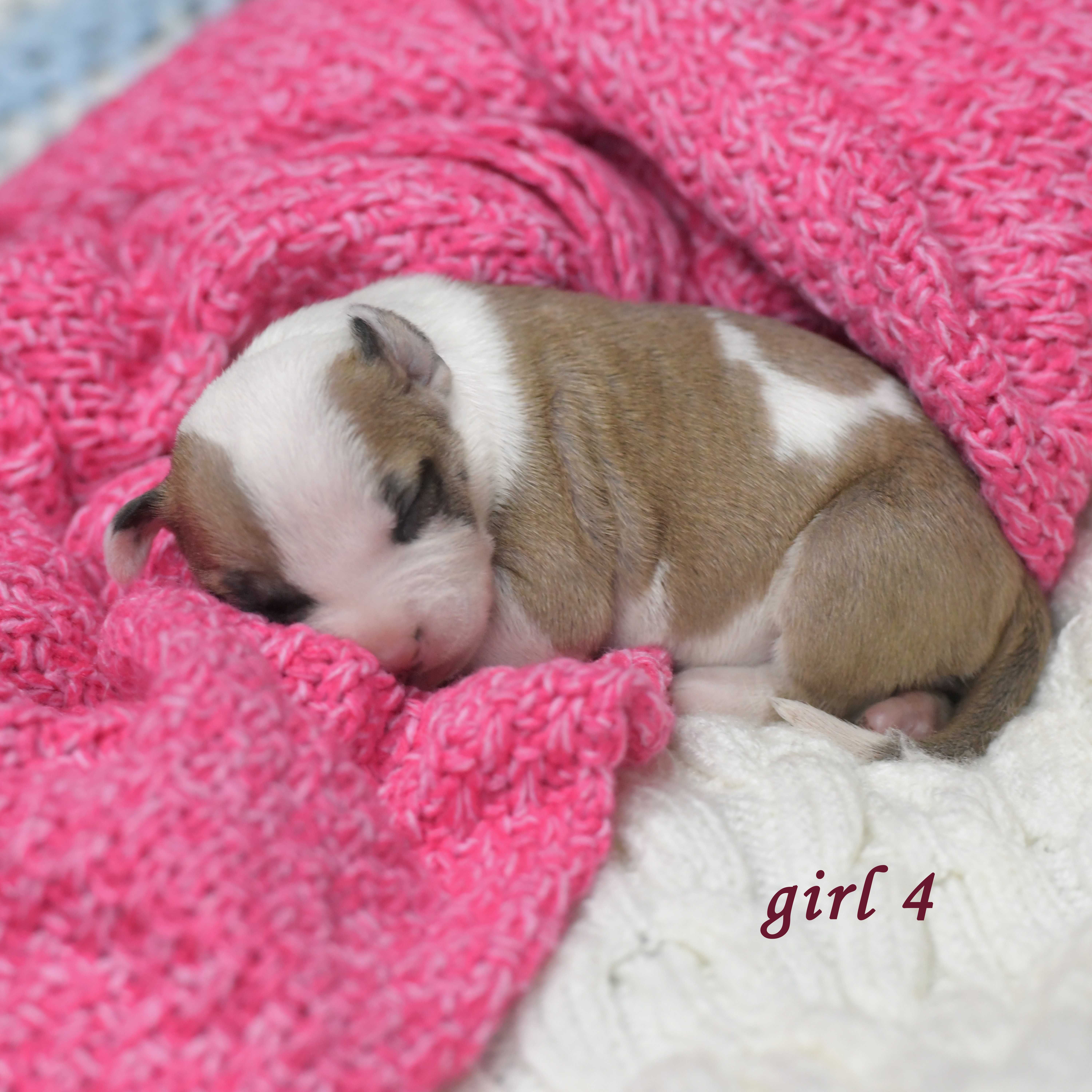 American Staffordshire Terrier - doskonały rodowód