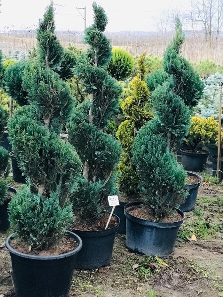 Bonsai Formowane Spirala z Cyprysa Columnaris Wys. 150 cm Cena 350 zł