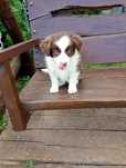 Border Collie red merle gotowe do odbioru