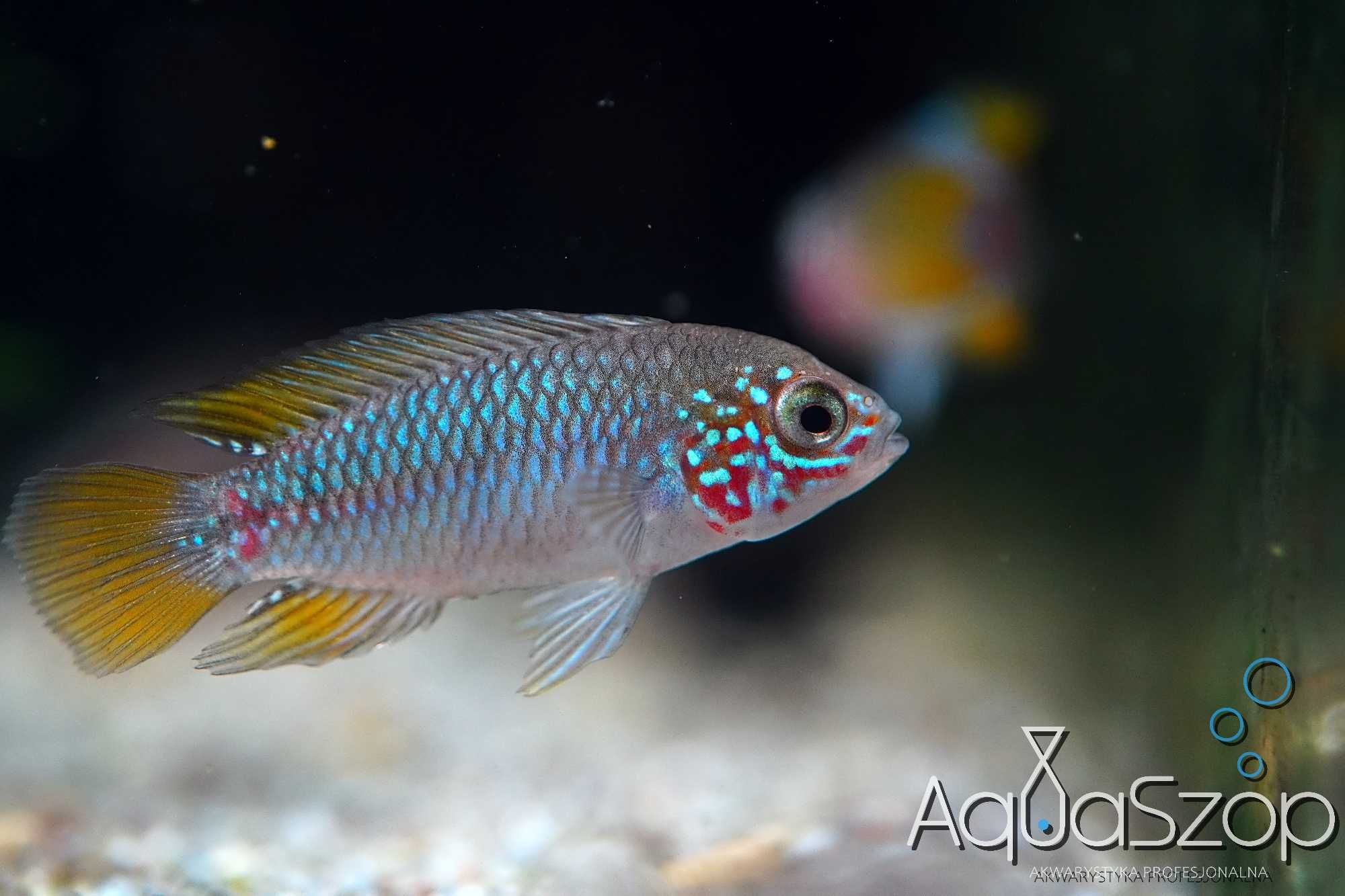 Pielęgniczka Apistogramma borelli "Opal" - AQUASZOP