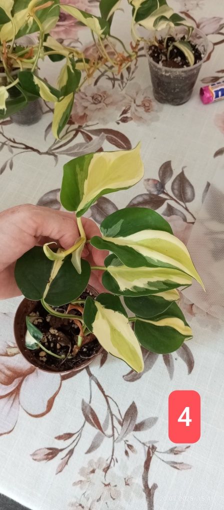 Philodendron gabby cream splash