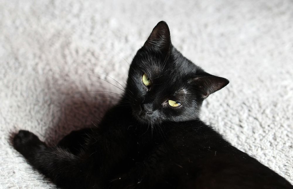 Chcesz mieć cudowne Koty? - to my.