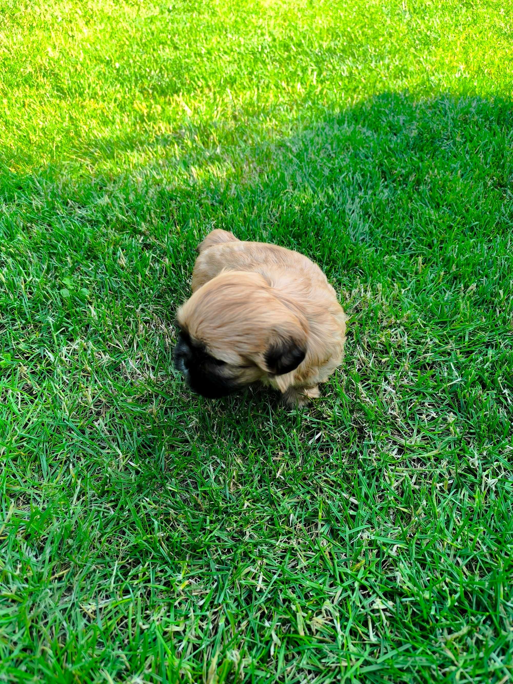 Shih-Tzu (Piesek)