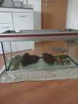 Vendo aquário de 1,50 com móvel