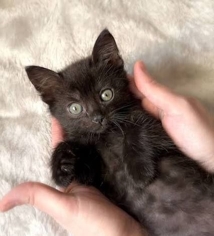 Кошенятко чорне  ч