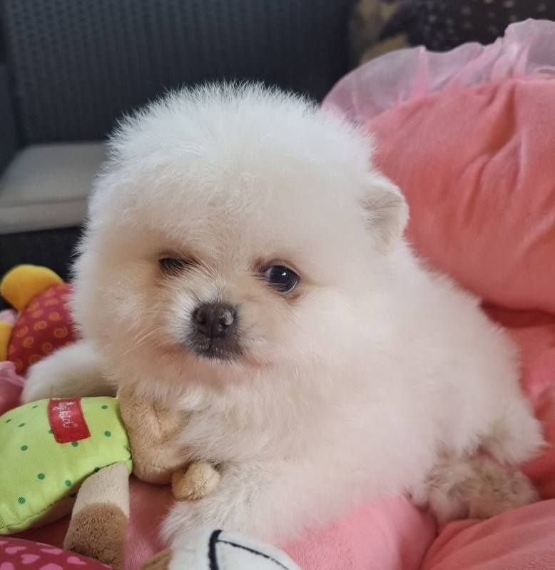 Pomchi śliczna dziewczynka odbiór 30 sierpnia