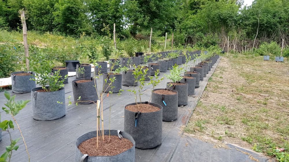 Grow bag, гроубег, контейнер для рослин