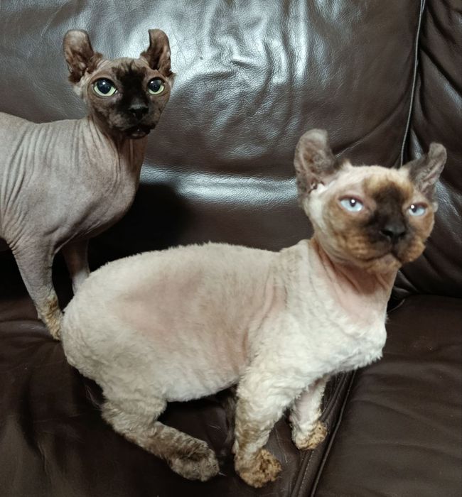 Шикарная девочка эльфийка.