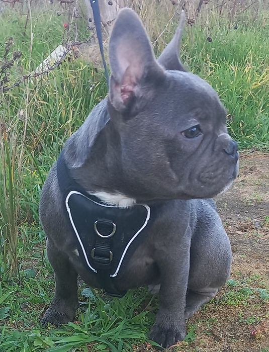 Щенок французского бульдога.  Николаев