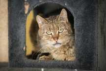 Kocurek Leo do adopcji od 5lat!