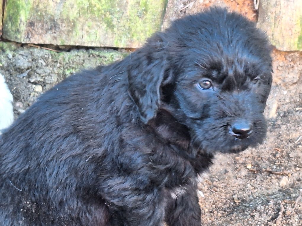 Szczenię  labradoodle z metryką