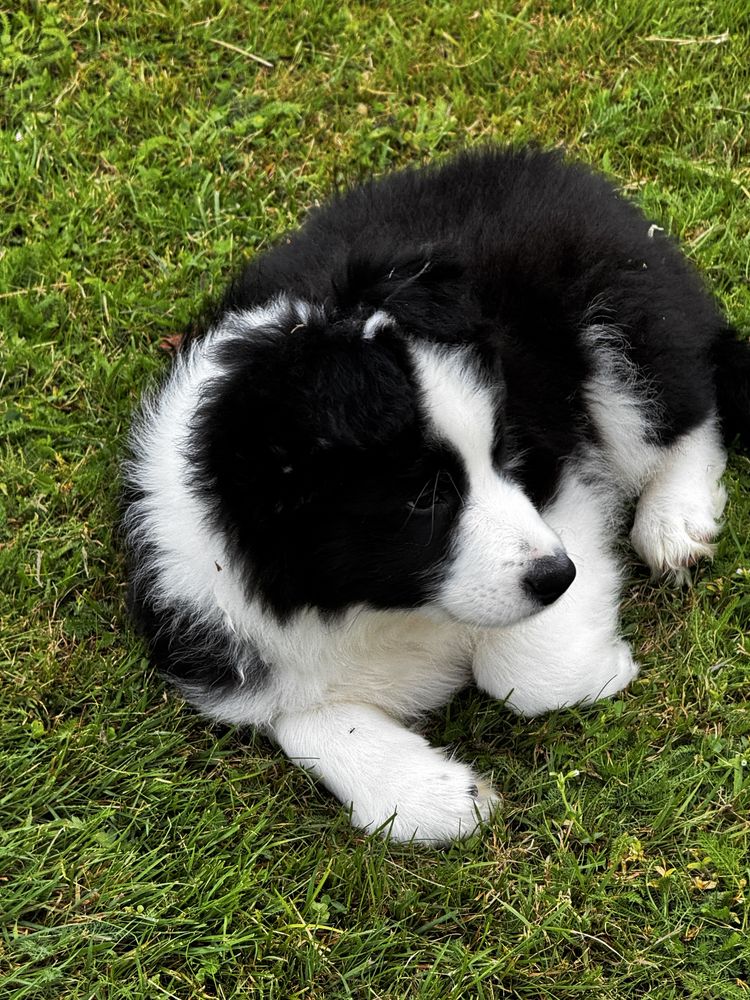 Border Collie  piesek FCI