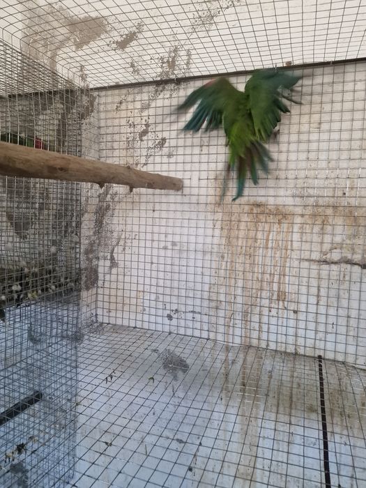 Araras severas adultas