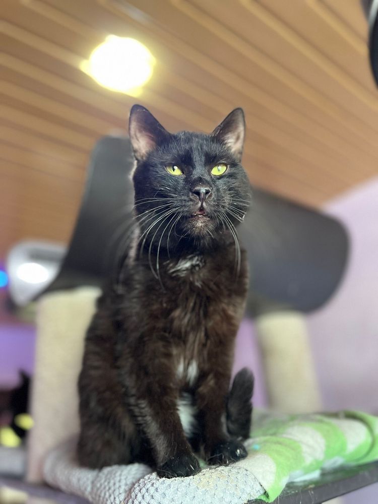 Mambo do adopcji szuka domu