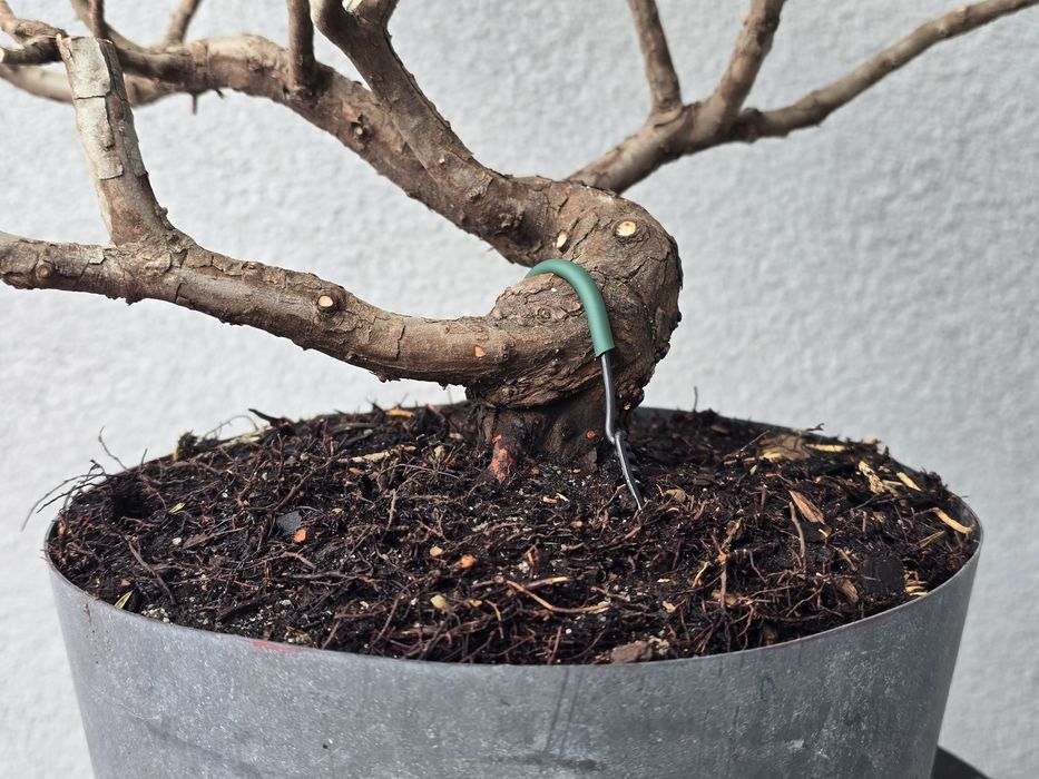 PRE BONSAI - jałowiec chiński