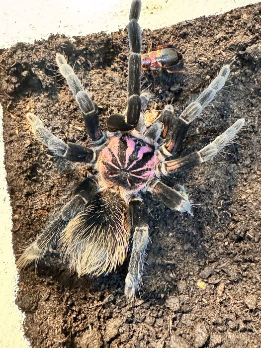 Xenesthis immanis L1/2 okazja ! Ptasznik