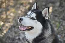 Gadatliwy Siberian Husky w schonisku dla zwierząt. Super pies. Adopcja
