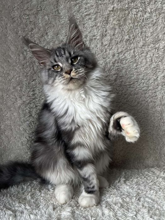 Котенок Мейн-кун от крупных родителей