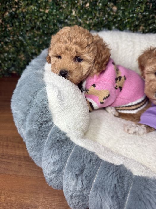 Карамельки мальтіпу чіповані