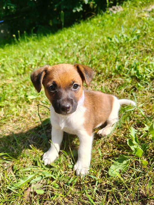 Jack Russell Terrier