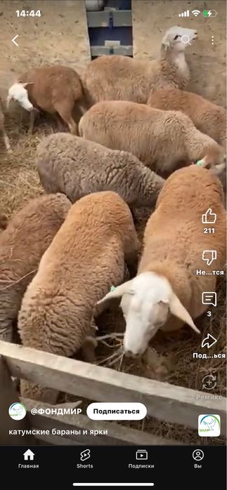 Бараны- козы Потавска область