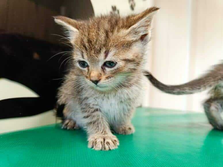 Dwa 7 tyg. kocurki  szukają domów