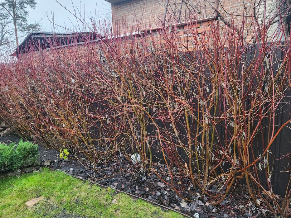 Дерен  Буча велики