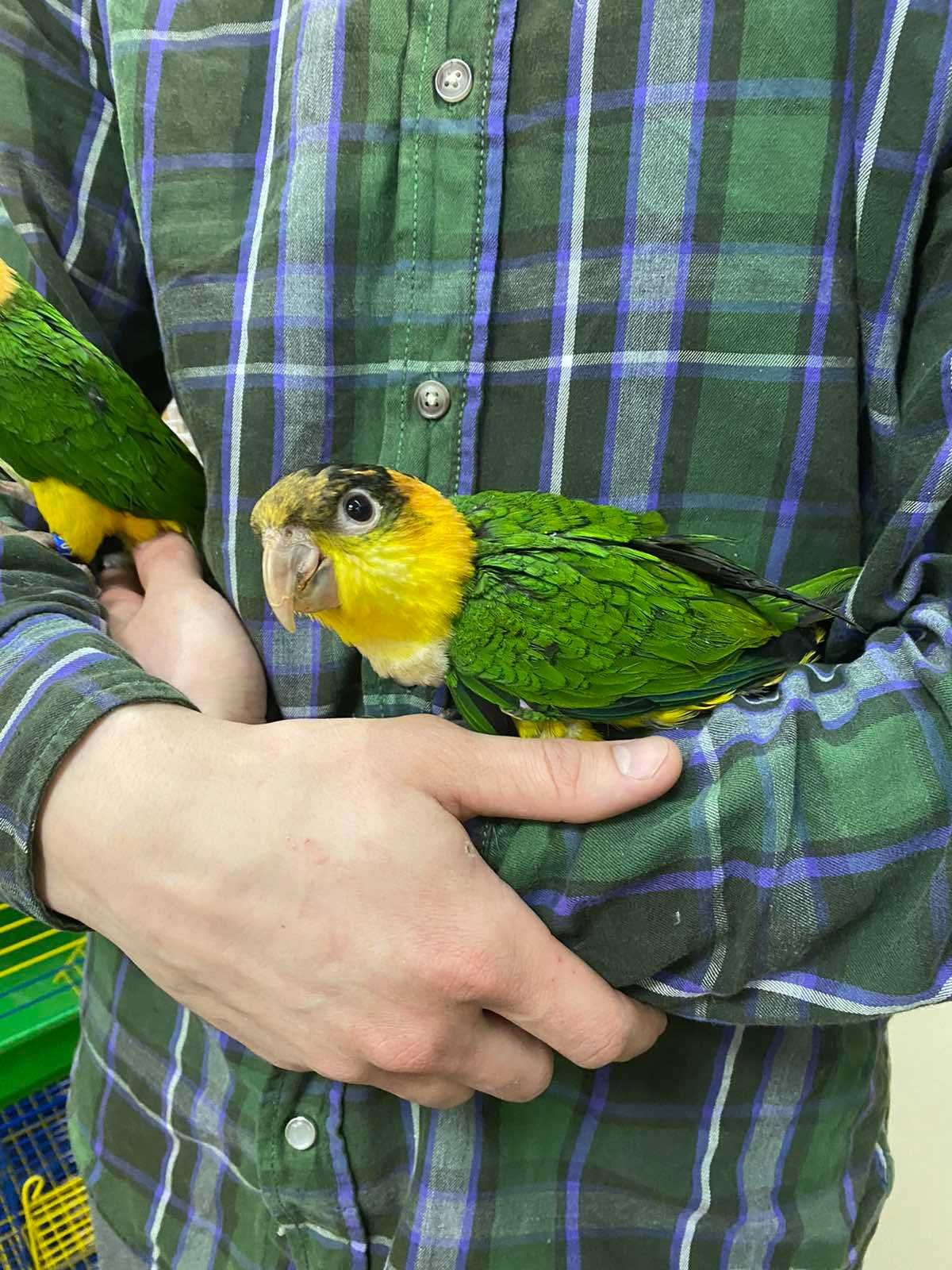 Говорящий попугай Каик оранжевоголовый, ручной. Продажа по Украине