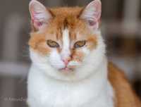 Яркая рыже-белая кошка Юнона, красавица, 4 года, привита, котенок, кот