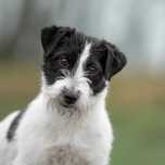 Suczka hodowlana ZKwP Jack Russell Terrier -  2,5 roku - Czarno-Biała