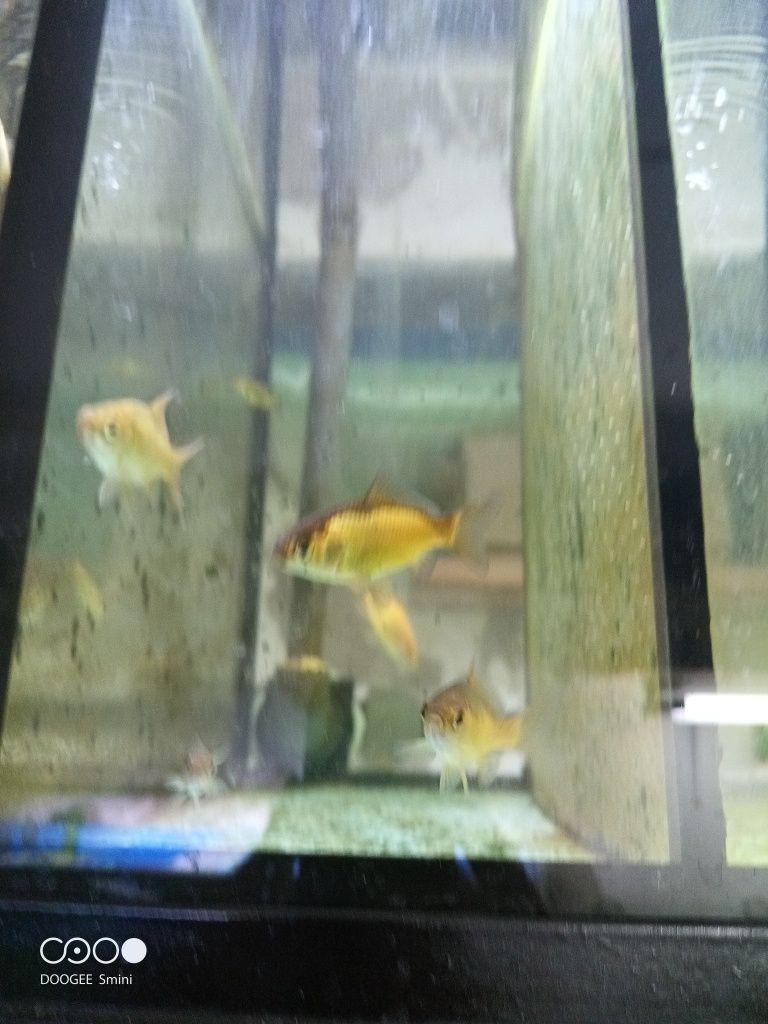 peixes cometas promoção