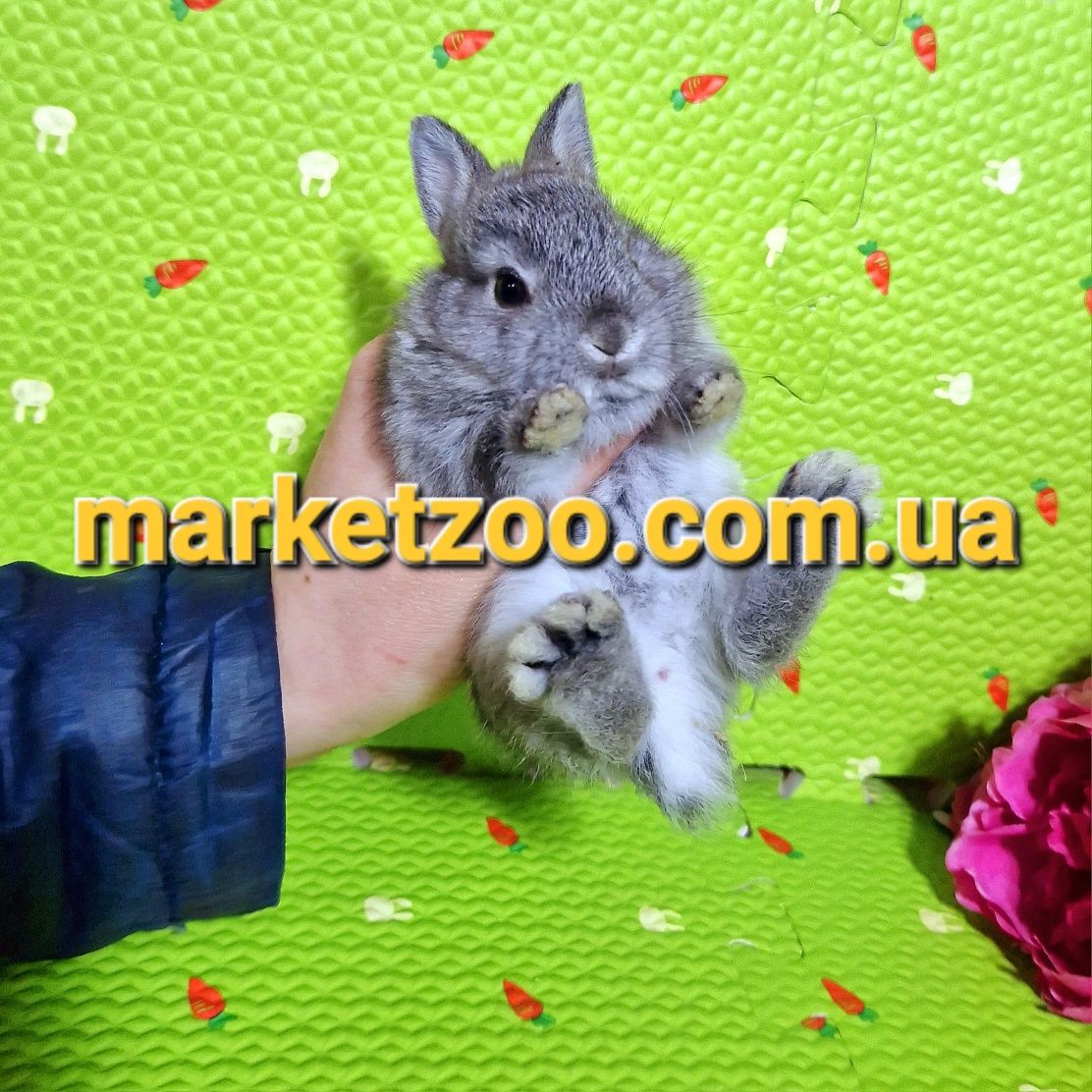 Мини міні mini кролики нидерландский карликовые кролики карликові