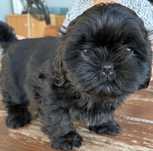 Piesek rasy shih tzu gotowy na nowy domek