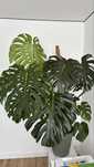 Monstera Deliciosa