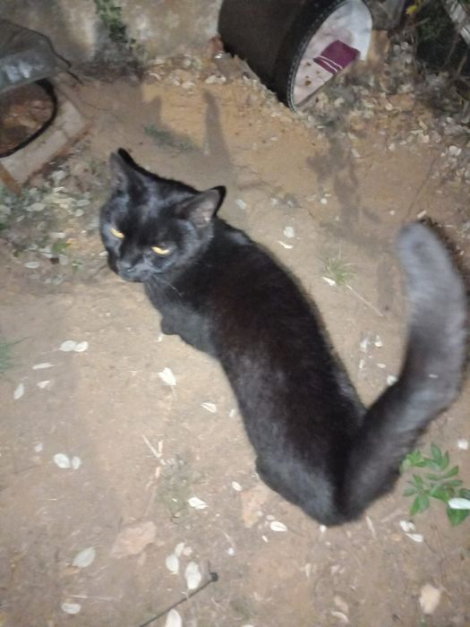 Gato para adoção responsável
