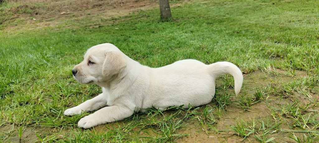 Labrador Retriever