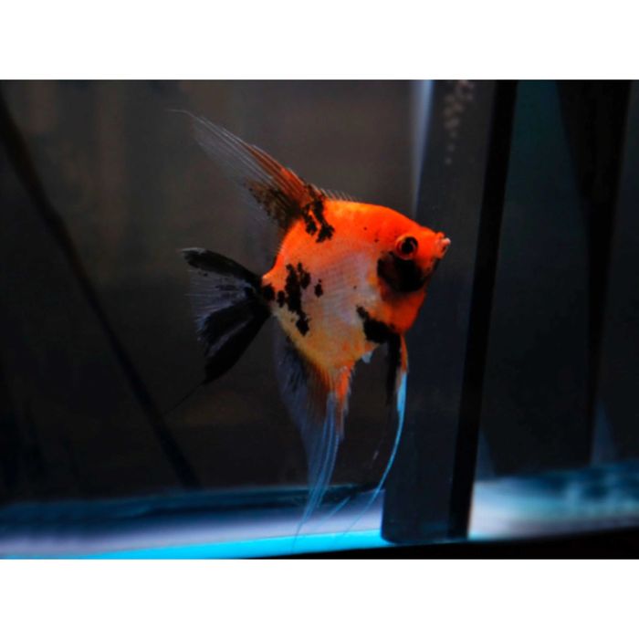 Skalar Red Devil - 7 cm - Sklep Zoologiczny ALTUM