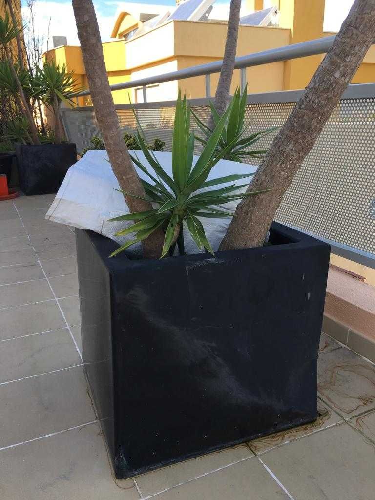 Planta gigrante Yucca com vaso grande