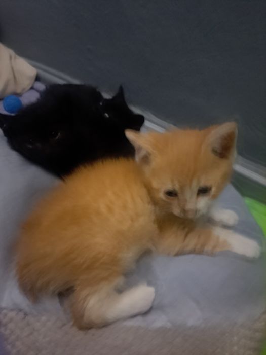 Kotki do adopcji