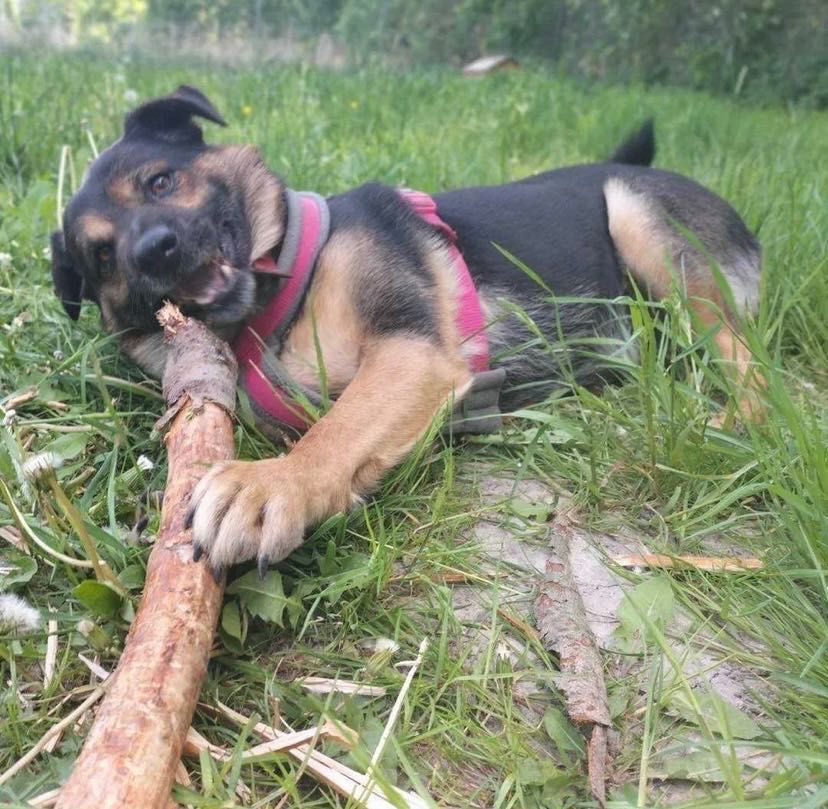 DOLAR i patyk do adopcji